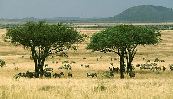 Африканская саванна — колыбель человечества. Фото с сайта film-onlin.info