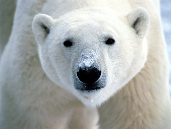 Белый (полярный) медведь (Ursus maritimus). Фото с сайта nationalforestlawblog.com