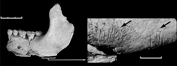 Челюсть из пещеры Эль-Сидрон с царапинами от каменных орудий — следами каннибализма. Фото из статьи Rosas et al., 2006