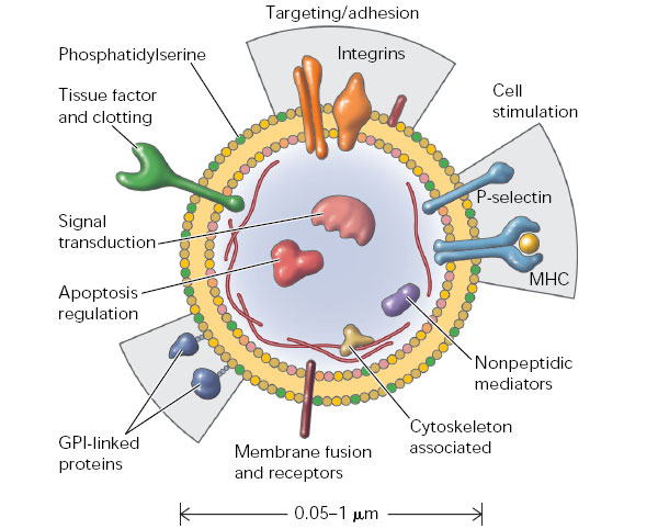 Схема строения микровезикулы. Микровезикулы экспонируют на своей поверхности фосфатидилсерин, а также белки, отвечающие за узнавание и адгезию к мембранам клеток, слияние мембран, стимуляцию клеток иммунной системы. Содержимое микровезикулы включает разнообразные функциональные белки мРНК и микроРНК. Рис. из статьи Membrane Microparticles: Two Sides of the Coin