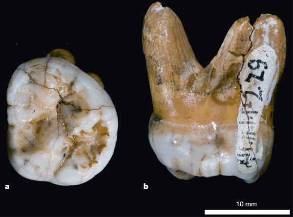 Зуб из Денисовой пещеры: слишком большой для сапиенсов, слишком примитивный для неандертальцев. Фото из обсуждаемой статьи в Nature