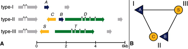 Гены, определяющие пол у социальных амеб. A — структура «локуса типа спаривания» у полов I, II и III. B — логика системы определения пола. Рис. из обсуждаемой статьи в Science