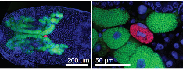 Эмбрион тли (его клетки окрашены синим) содержит крупные специализированные клетки — бактериоциты, в которых живут симбиотические бактерии Buchnera (зеленые). Один из бактериоцитов населен риккетсиеллами (красные). Справа — бактериоцит с риккетсиеллами при большем увеличении. Фото из обсуждаемой статьи в Science