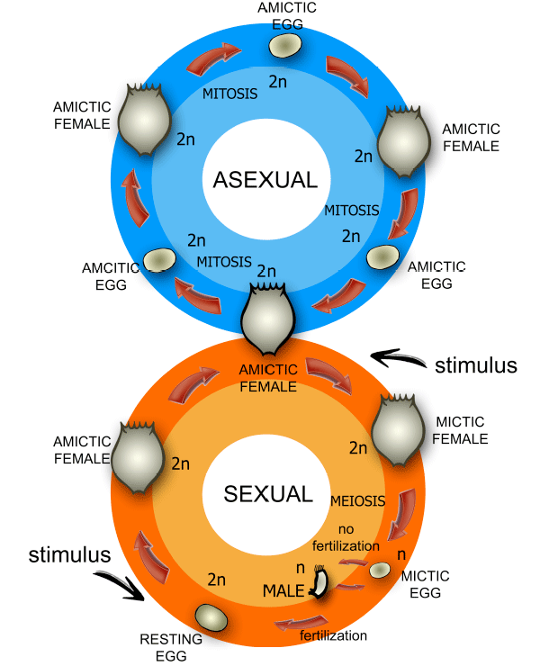 Жизненный цикл коловраток класса Monogononta. Рисунок из дополнительных материалов к обсуждаемой статье в Nature