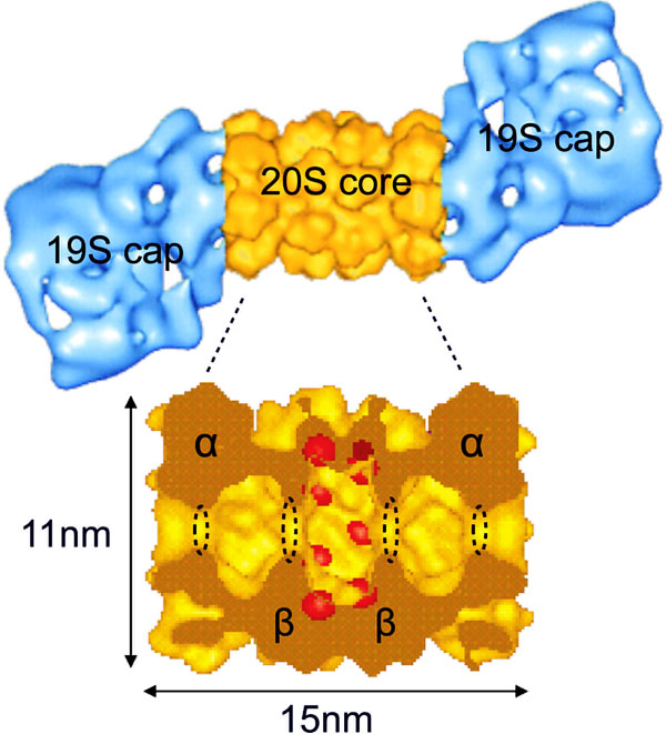 Структура протеасомы. Изображение с сайта Института биохимии Макса Планка www.biochem.mpg.de