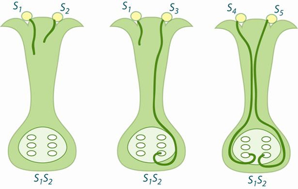 Схема работы механизма самонесовместимости у растений. Рисунок с сайта homes.bio.psu.edu
