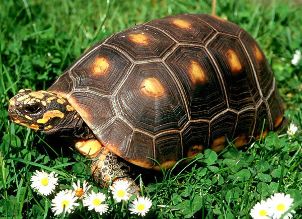 Угольная, или красноногая, черепаха Geochelone carbonaria. Фото с сайта projamora2008tartarugas.pbworks.com