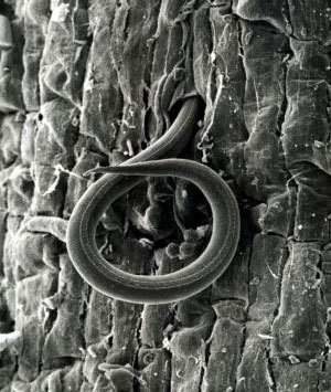 Нематода Meloidogyne incognita (увеличенная в 500 раз) проникает в корень томата. Фото с сайта www.sciencedaily.com