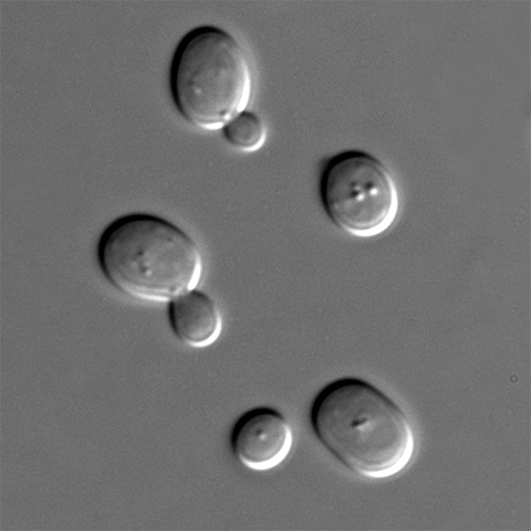 Клетки дрожжей Saccharomyces cerevisiae под дифференциальным интерференционно-контрастным микроскопом. Изображение с сайта ru.wikipedia.org