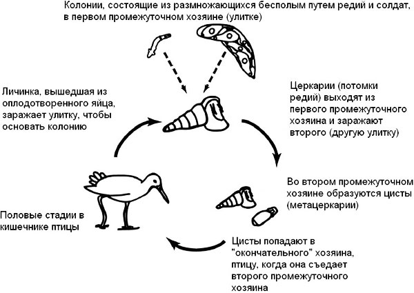 Жизненный цикл трематоды Himasthla. Рисунок из дополнительных материалов к обсуждаемой статье в Proceedings of the Royal Society B