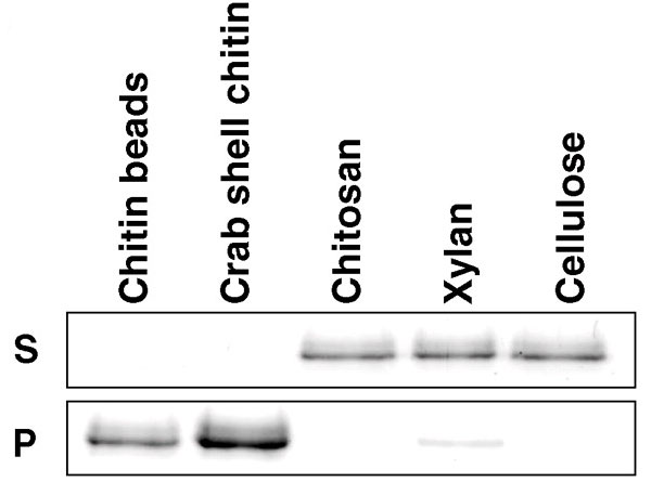 Белок Еср6 осаждается из раствора хитином и не осаждается другими полисахаридами. Р (pellet) — осадок, S (supernatant) — супернатант (жидкость, остающаяся над осадком). Chitin beads — хитиновые шарики, crab shell chitin — хитин из панциря краба, chitosan — хитозан, xylan — ксилан, cellulose — целлюлоза. Помимо этого исследования ученые провели другое, где предложили Еср6 более чем 400 других полисахаридов, но белок оставался верен хитину и больше ни с чем не связывался. Изображение из обсуждаемой статьи в Science