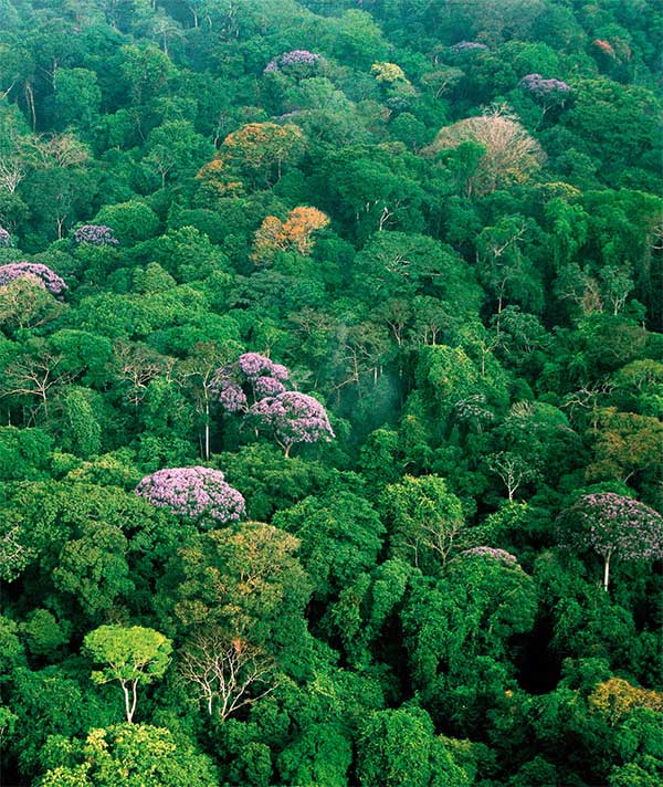 Вид сверху крон тропического леса на острове Барро-Колорадо (зона Панамского канала). Фото © Christisn Ziegler из обсуждаемой статьи Owen T. Lewis в Nature