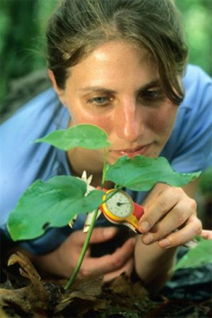 Лиза Коумита (Lisa S. Comita), первый автор обсуждаемой статьи в Science, измеряет проросток дерева в тропическом лесу на острове Барро-Колорадо. Фото Christian Ziegler с сайта www.eurekalert.org