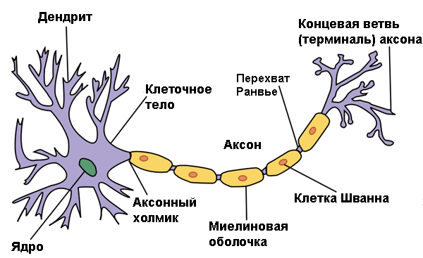 Типичная структура нейрона. Рис. с сайта ru.wikipedia.org
