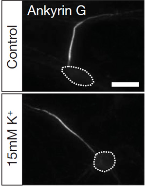 Разница в местоположении ИСА (определялась по характерному для ИСА белку анкирину G) у нейронов, подвергавшихся хроническому возбуждению, по сравнению с контрольными. Изображение из обсуждаемой статьи в Nature