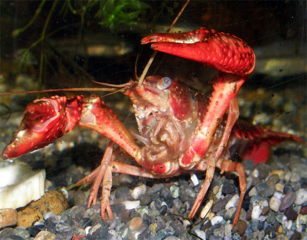 Рис. 1. Американский речной рак Procambarus clarkii не шарахается от каждой тени, а сначала взвешивает все «за» и «против». Фото с сайта wikipedia.org