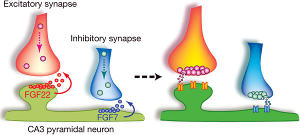 Схема формирования возбудительного и тормозного синапса под действием FGF22 и FGF7. Изображение из обсуждаемой статьи в Nature