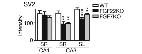 Окрашивание на белок SV2 в регионах гиппокампа CA1 и CA3 (SR, stratum radiatum и SL, stratum lucidum — участки данных регионов) у мышей-нокаутов и мышей дикого типа (WT) на 14-й день после рождения. Изображение из обсуждаемой статьи в Nature