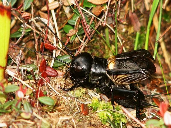 Самец полевого сверчка Gryllus campestris поет, используя правое крыло как скрипку, а левое как смычок. Фото с сайта www.orchis.webzdarma.cz