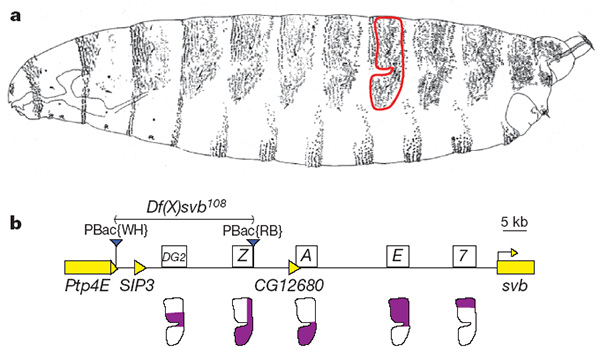 Регуляторная область гена svb и области действия энхансеров. a — личинка дрозофилы, вид сбоку. Темным цветом показаны места, где развиваются щетинки. b — расположение энхансеров в регуляторной области гена svb. Рисунок из обсуждаемой статьи в Nature