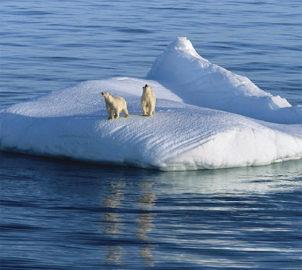 Белые медведи на одинокой льдине могут стать символом угрозы глобального потепления. Ведь их благополучие целиком зависит от состояния ледового покрова Северного Ледовитого океана. Фото: © Paul Nicklen / National Geographic / Getty Images. Приведено в обсуждаемой статье в Science