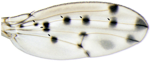 Узор на крыле мухи Drosophila guttifera состоит из 16 черных пятен, расположенных на продольных жилках, и нескольких серых «теней» между жилками. Стрелками показано положение шести колоколовидных сенсилл — рецепторов, реагирующих на изгибание кутикулы. Фото из обсуждаемой статьи в Nature