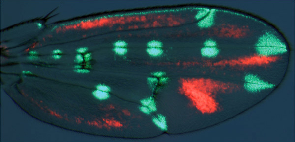 Крыло куколки генно-модифицированной мухи D. guttifera. Ген зеленого флуоресцирующего белка был объединен с регуляторным элементом vs, ген красного флуоресцирующего белка — с элементом iv. Распределение зеленых и красных пятен в точности совпадает с распределением пятен и «теней» на крыльях диких D. guttifera. Этот результат показывает, что элемент vs управляет формированием пятен, а элемент iv отвечает за «тени». Фото из обсуждаемой статьи в Nature