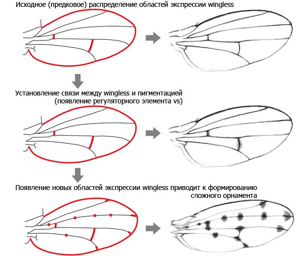 Схема эволюции узора на крыльях дрозофил. Рисунки из обсуждаемой статьи в Nature