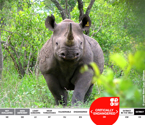 Каждый день на сайте Красной книги IUCN появляется фотография и краткое описание одного из занесенных в книгу видов. Здесь приведен фрагмент страницы, посвященной черному носорогу (Diceros bicornis). Статус вида — «критически угрожаемый». Если в середине ХХ века этот вид носорогов был еще самым распространенным (его численность была около 100 000) и обитал во многих местах Африки, то к 1995 году сохранилось не более 2400 особей, относящихся к 4 подвидам. В настоящее время благодаря энергичным мерам по охране зверя его численность несколько возросла и составляет около 4200 особей. Фото с сайта iucnredlist.org
