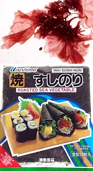 Красная водоросль Porphyra (нори) — популярный в Японии пищевой продукт, используемый для приготовления суши. Среднестатистический японец съедает 14,2 г нори в день. Фото с сайтов microbewiki.kenyon.edu и www.quickspice.com