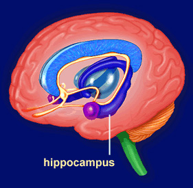 Фиолетовым цветом обозначен гиппокамп — отдел мозга, отвечающий за адекватный доступ к автобиографическим воспоминаниям. Его изучение методом функциональной томографии открывает огромные перспективы в нейрофизиологии мышления. Рисунок с сайта www.morphonix.com