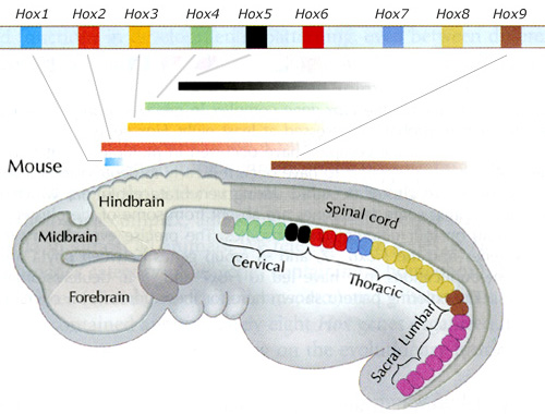 Области экспрессии Hox-генов в эмбрионе мыши. Цветными полосами показаны области экспрессии в головном и спинном мозге, цветными овалами — в формирующемся позвоночнике. Сиреневым цветом показана область экспрессии Hox10 и других «задних» Hox-генов, рассматриваемых в обсуждаемой статье. Рисунок с сайта www.pbs.org