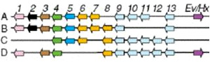 Схема четырех Hox-кластеров позвоночных (на примере мыши). У змей, в отличие от мыши, в кластере D отсутствует 12-й ген (Hoxd12). Рисунок из обсуждаемой статьи в Nature
