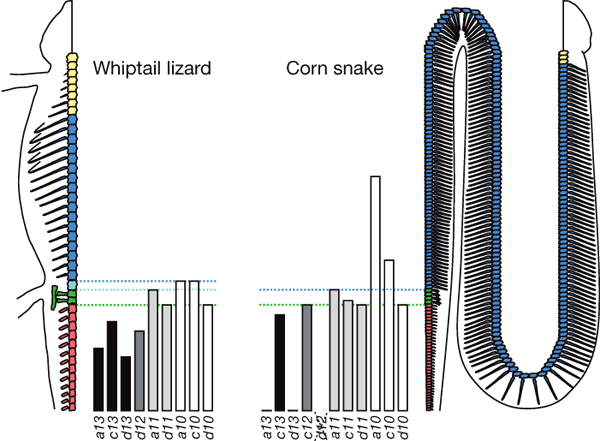 Области экспрессии задних Hox-генов у ящерицы и змеи. У ящерицы перед хвостовыми позвонками (показаны красным цветом) расположены два крестцовых (зеленые), затем следует один рудиментарный поясничный позвонок (голубой), а дальше идут грудные позвонки (синие). У змеи нет поясничного отдела, а вместо крестцовых имеются четыре «клоакальных» позвонка с раздвоенными ребрами (зеленые). Вертикальными прямоугольниками показаны области экспрессии задних Hox-генов. Рисунок из обсуждаемой статьи в Nature
