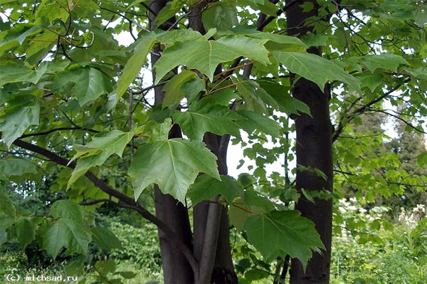 Клён красный (Acer rubrum) — обычный вид широколиственных лесов восточной части США. Фото с сайта michsad.ru