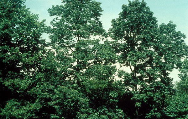 Нисса лесная (Nyssa sylvatica) — обычное дерево листопадных лесов юго-востока США. Фото с сайта commons.wikimedia.org