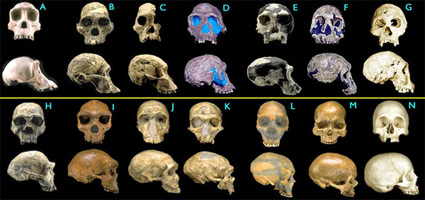 Черепа гоминид. A — современный шимпанзе, B–C — австралопитек африканский (2,6–2,5 млн лет), D–E — человек умелый (1,9–1,8 млн лет), F — Homo rudolfensis (1,8 млн лет), G — человек из Дманиси (1,75 млн лет), H — Homo ergaster (1,75 млн лет), I — Homo heidelbergensis (300–125 тыс. лет), J–L — неандертальцы (70–45 тыс. лет), M — кроманьонец (30 тыс. лет), N — современный человек. Images © 2000 Smithsonian Institution