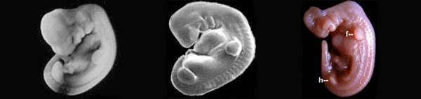 Эмбрионы кота, человека и дельфина. У человеческого зародыша видны жаберные дуги и хвост, у дельфиньего — зачатки задних конечностей (h), которые в ходе дальнейшего развития исчезнут. Фото с сайта talkorigins.org