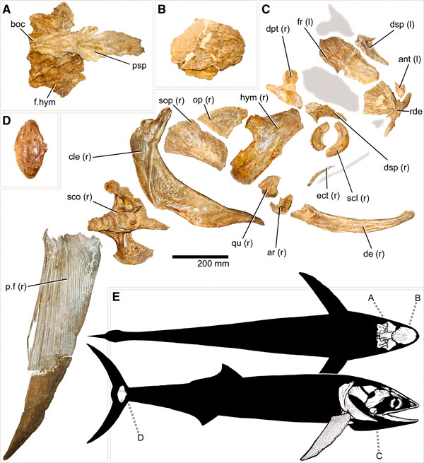 Кости и реконструкция Bonnerichthys gladius (поздний мел, США). Рис. из обсуждаемой статьи в Science