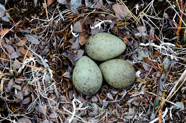 Кладка яиц песчанки (Calidris alba) на острове Батерст. Кладка неполная — обычно в ней 4 яйца. Фото © Gerrit Vyn с сайта www.photoshelter.com/c/gerritvyn