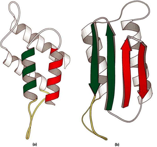Два варианта пространственной конфигурации прионного белка: a — нормальная конфигурация (преобладают альфа-спирали); b — «патологическая» конфигурация (преобладают бета-листы). Изображение с сайта www.cogs.susx.ac.uk/users/ctf20