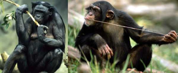 Бонобо (Pan paniscus) и шимпанзе (Pan troglodytes) живут на разных берегах реки Конго. Эти два вида разделились 0,85–2,5 млн лет назад. По своей генетике и морфологии они отличаются друг от друга примерно так же, как сапиенсы от неандертальцев. Фото из журнала Nature, v. 463, 4 February 2010