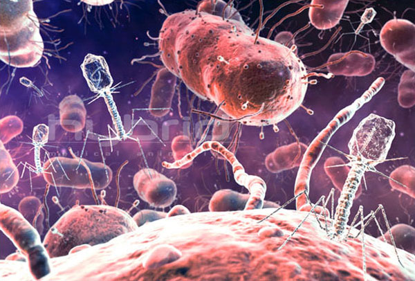 Бактерии защищаются от вирусов, стараясь опознать паразитов еще до того, как те внедрят свою ДНК в клетку. Но если заражение всё же произошло, бактерии используют другой тип защиты; он обеспечивается присутствием в клетке особого локуса CRISPR. Фото с сайта www.hybridmedicalanimation.com