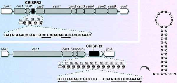 Схема двух локусов Streptococcus thermophilus, содержащих CRISPR и ассоциированные гены cas. Рисунок из обсуждаемой статьи в Science
