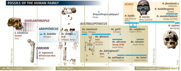       .        1974 蠗     Australopithecus afarensis,   .     蠗    Ardipithecus ramidus,  1994.         Science  2 2009