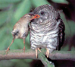 Даже теперь камышевка не замечает подвоха и продолжает честно кормить своего птенчика. Фото с сайта www.uh.edu