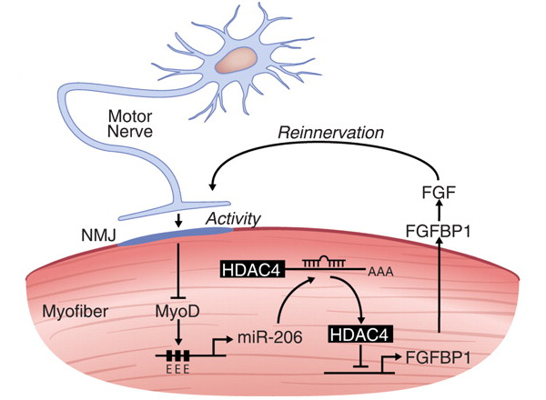 Схема работы регуляторного каскада, в результате которого начинается регенерация синаптических контактов. В отсутствии иннервации активируется белок MyoD, и это включает экспрессию микро-РНК-206. Она, в свою очередь, подавляет HDAC4 (фактор синтеза одного из гистонов), который в норме тормозит действие некоторые факторов роста фибробластов. Если HDAC4 недостаточно, то факторы роста фибробластов начинают быстрее формировать синапсы. Схема из обсуждаемой статьи в Science