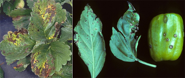 Гамма-протеобактерии рода Xanthomonas вызывают заболевания как минимум у 124 видов однодольных и 268 видов двудольных растений, в том числе у земляники (слева) и перца (справа). Фото с сайтов strawberry.ifas.ufl.edu и www.umassvegetable.org