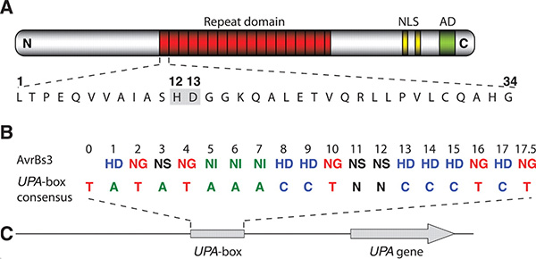 A — структура одного из белков TAL. B – соответствие вариабельных пар аминокислот нуклеотидам сайта связывания. C — схема строения гена UPA, регулируемого данным белком TAL. Рис. из обсуждаемой статьи Boch et al. в Science