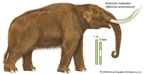 Реконструкция американского мастодонта (Mammut americanum). Изображение с сайта media-2.web.britannica.com